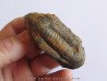 Ectillaenus giganteus (1)