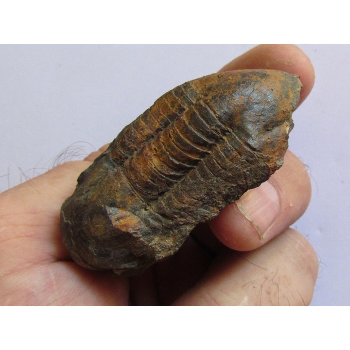 Ectillaenus giganteus (1)