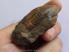 Ectillaenus giganteus (1)