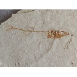 GASTEROTEUS STICKLEBACK (1)