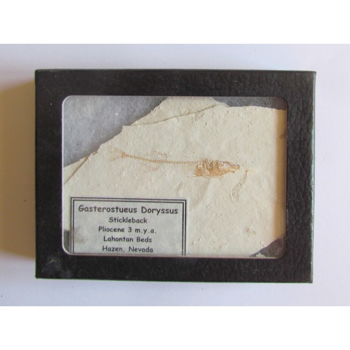 GASTEROTEUS STICKLEBACK (1)