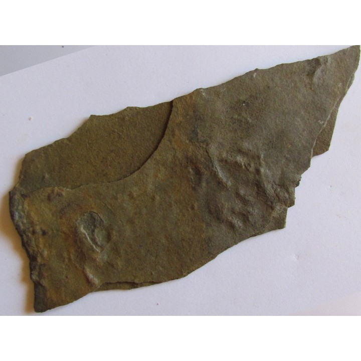 empreintes de reptile tetrapode: Pseudobradypus sp. (1)
