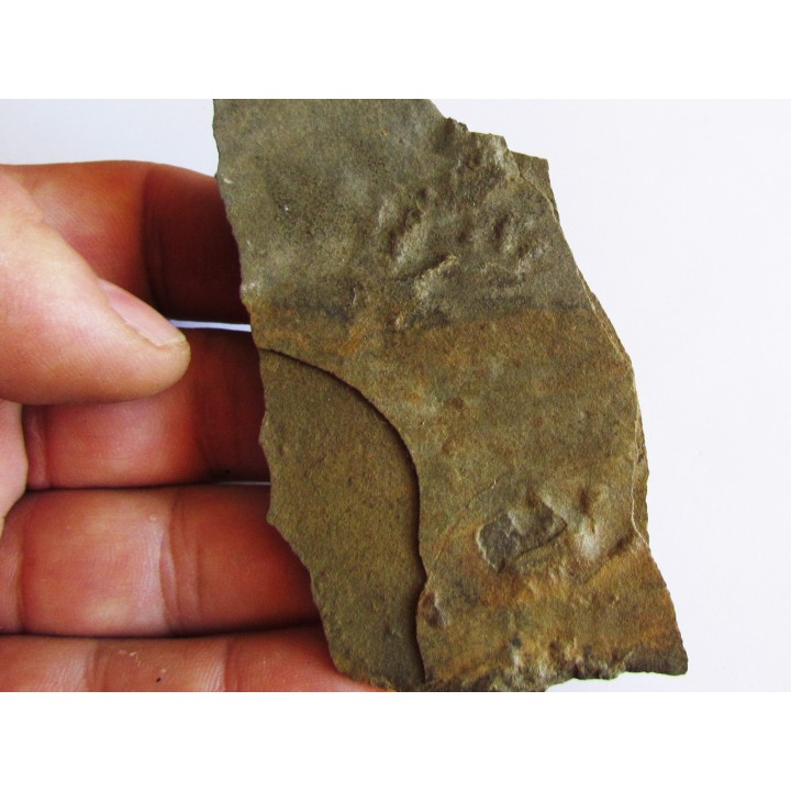 empreintes de reptile tetrapode: Pseudobradypus sp. (1)