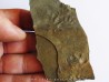 empreintes de reptile tetrapode: Pseudobradypus sp. (1)