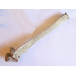 Bison antiquus vertebrae (2)
