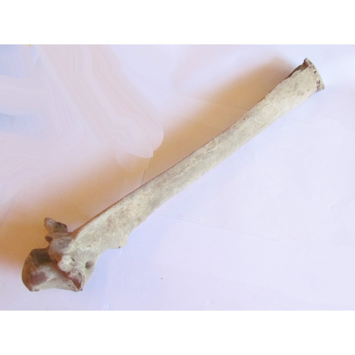 Bison antiquus vertebrae (2)
