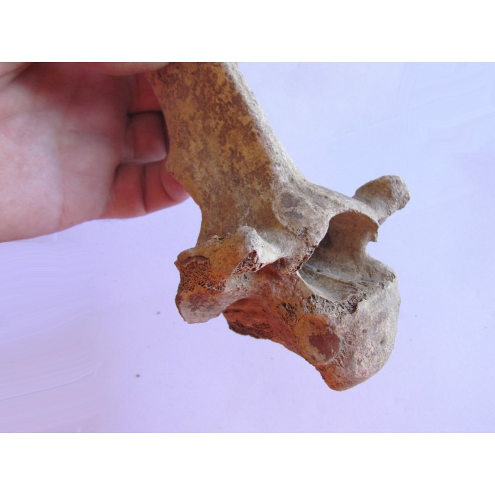 Vertebre de Bison antiquus (2)