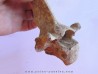 Vertebre de Bison antiquus (2)