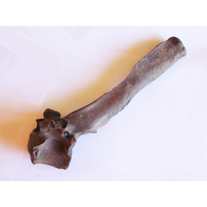 Bison antiquus vertebrae (3)