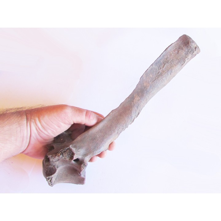 Bison antiquus vertebrae (3)