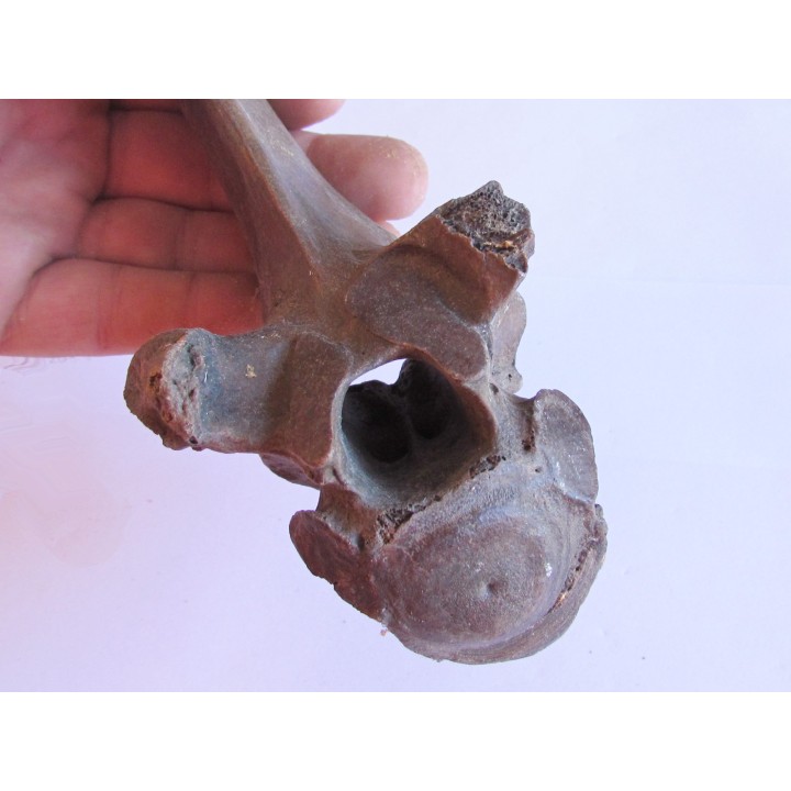 Vertebre de Bison antiquus (3)
