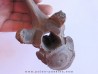 Vertebre de Bison antiquus (3)