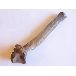 Bison antiquus vertebrae (5)