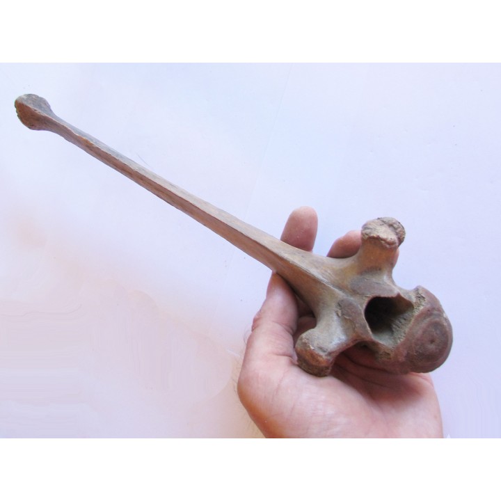 Bison antiquus vertebrae (5)