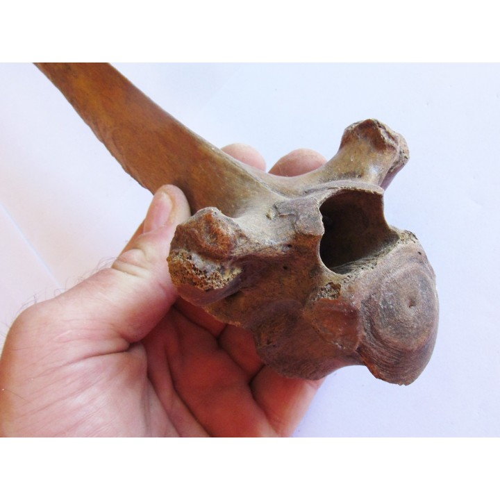 Bison antiquus vertebrae (5)