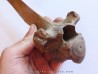 Vertebre de Bison antiquus (5)
