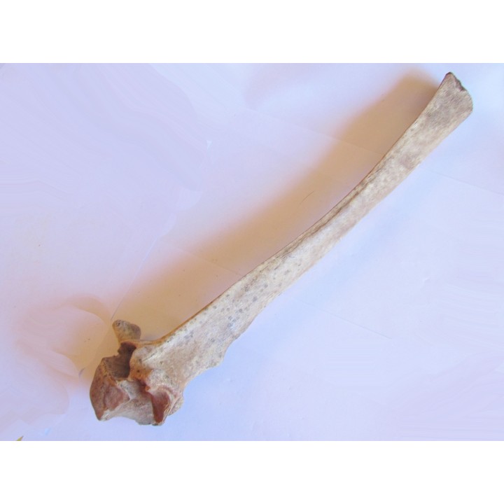 Vertebre de Bison antiquus (6)