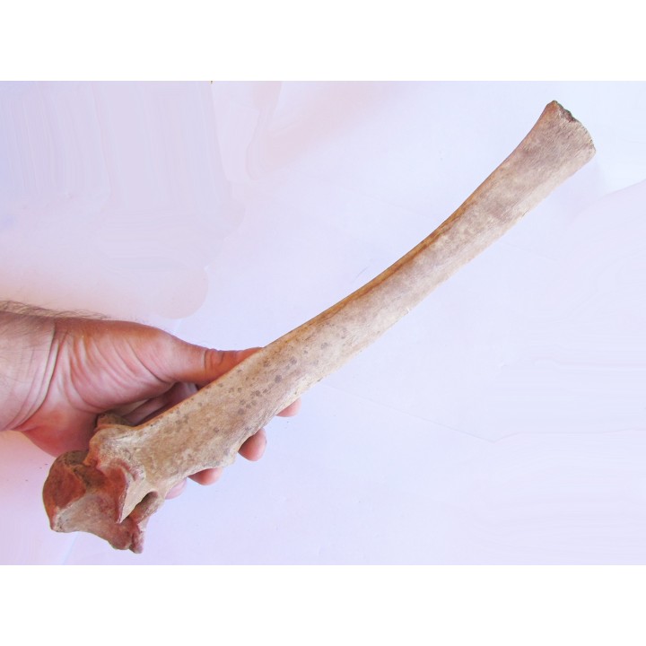 Vertebre de Bison antiquus (6)