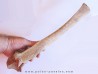 Vertebre de Bison antiquus (6)