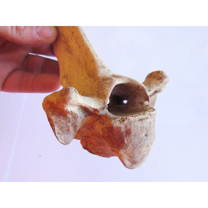 Bison antiquus vertebrae (6)