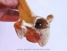 Bison antiquus vertebrae (6)