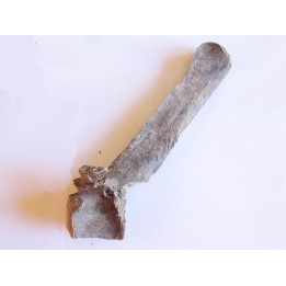 Bison antiquus vertebrae (7)