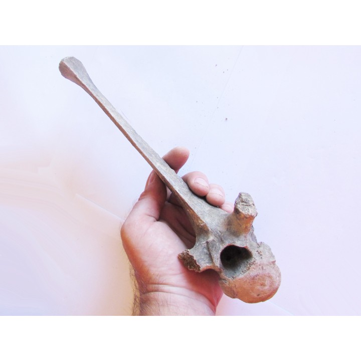 Vertebre de Bison antiquus (7)