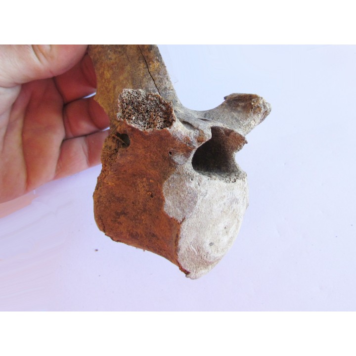 Vertebre de Bison antiquus (7)