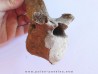Bison antiquus vertebrae (7)