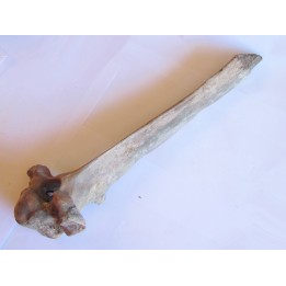 Vertebre de Bison antiquus (8)