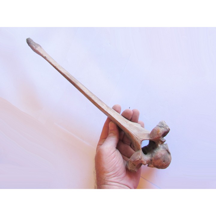 Vertebre de Bison antiquus (8)