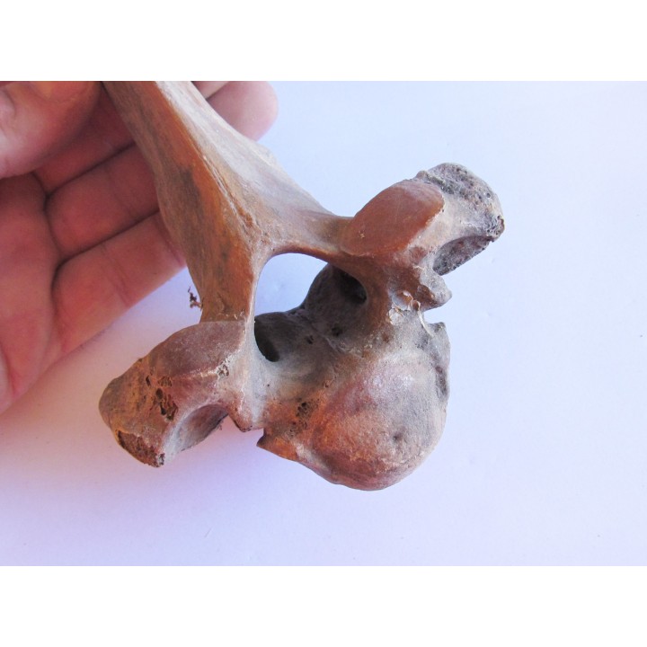 Vertebre de Bison antiquus (8)