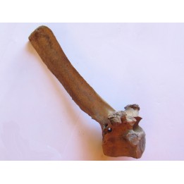 Bison antiquus vertebrae (9)