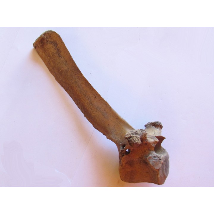 Bison antiquus vertebrae (9)