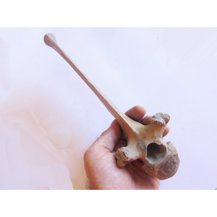Bison antiquus vertebrae (9)