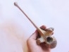 Bison antiquus vertebrae (9)