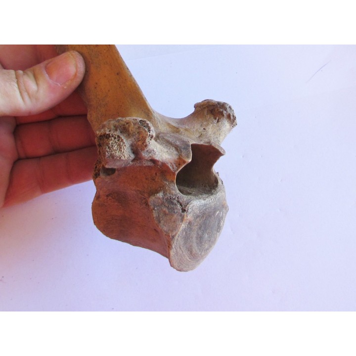 Vertebre de Bison antiquus (9)