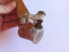 Bison antiquus vertebrae (9)