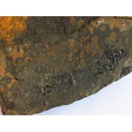 branchiosaure (protriton) petrolei  (2)