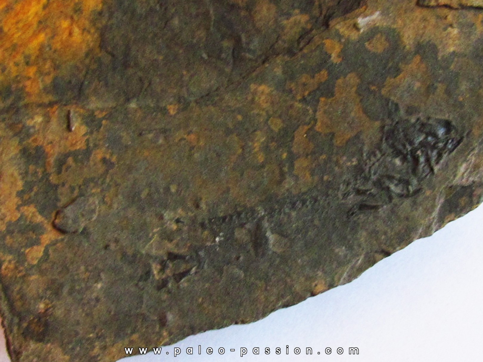 branchiosaure (protriton) petrolei (2)
