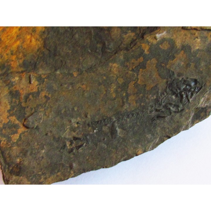 branchiosaure (protriton) petrolei  (2)