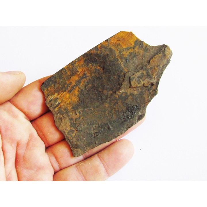 branchiosaure (protriton) petrolei  (2)