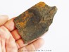 branchiosaure (protriton) petrolei (2)
