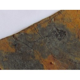branchiosaure (protriton) petrolei   (3)                       