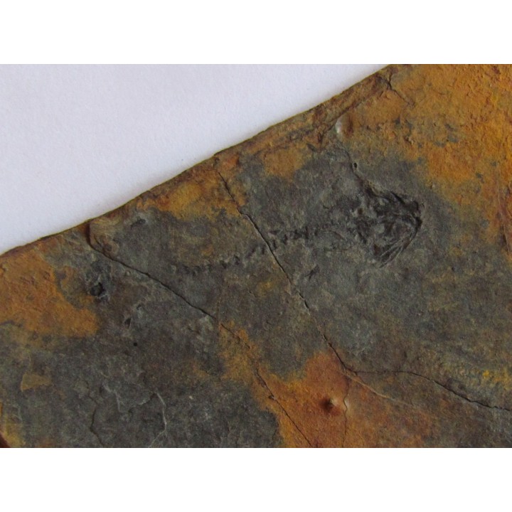branchiosaure (protriton) petrolei   (3)                       