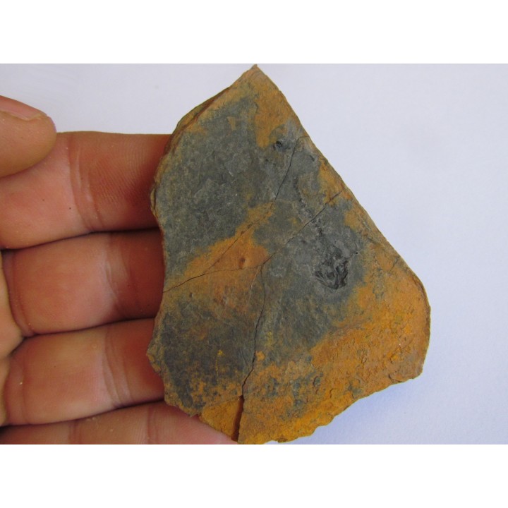 branchiosaure (protriton) petrolei  (3)