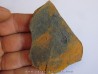 branchiosaure (protriton) petrolei   (3)                       