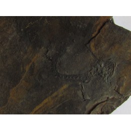branchiosaure (protriton) petrolei   (4)                       