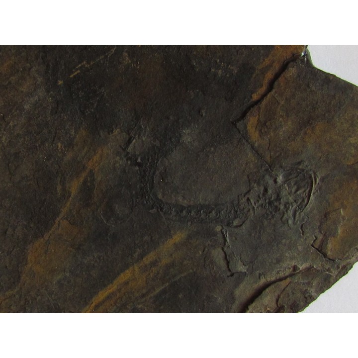 branchiosaure (protriton) petrolei  (4)