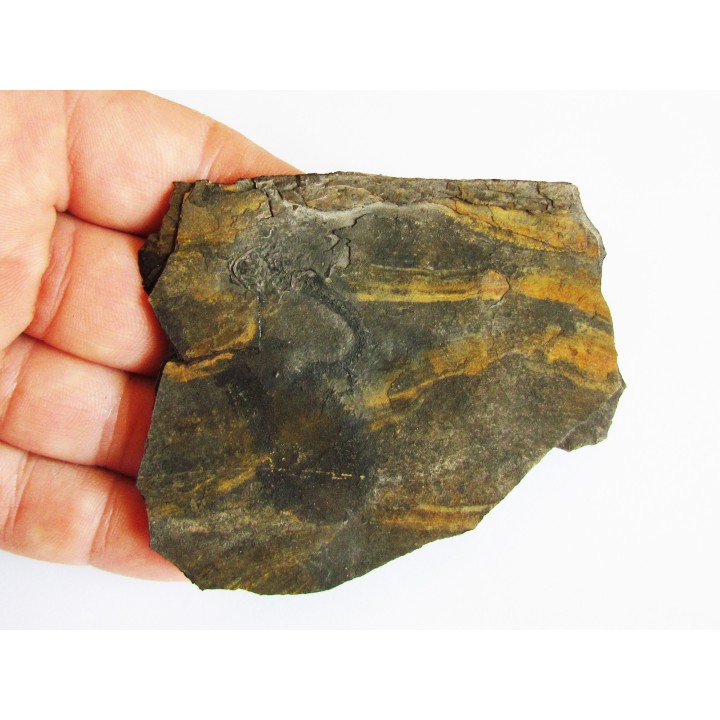 branchiosaure (protriton) petrolei  (4)
